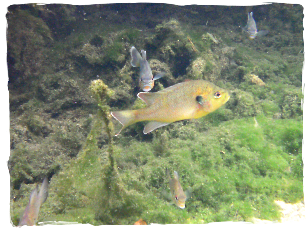 florida fish, fish in springs