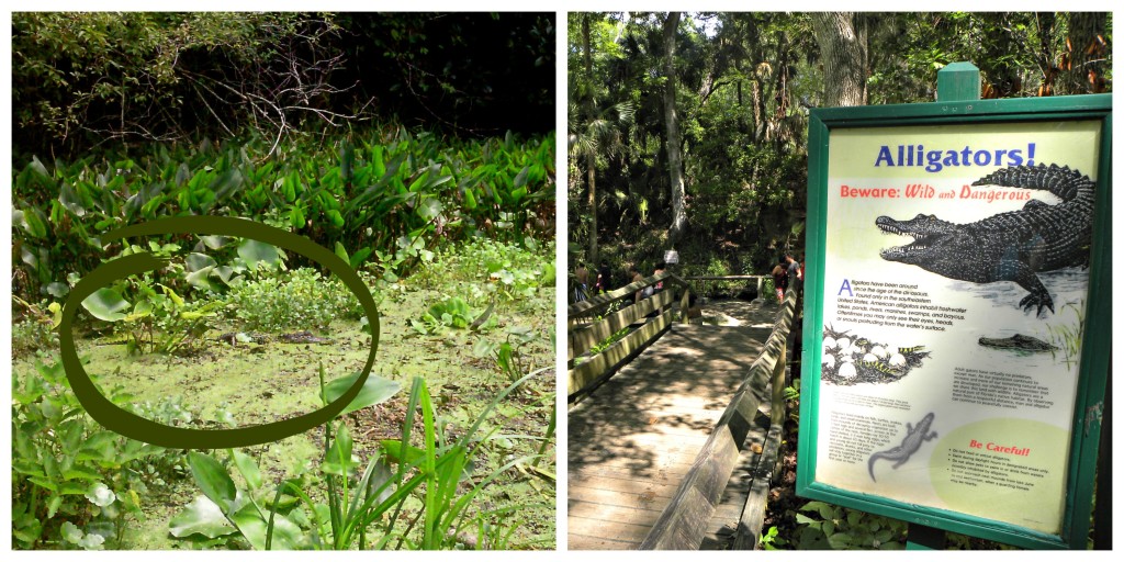 gators florida, alligator kelly park, alligator springs