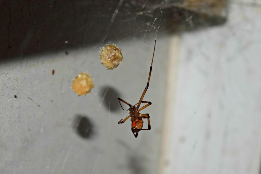 florida poisonous spiders, brown widow, brown widow florida, brown widow eggs